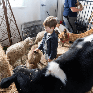 Petting Zoo Image